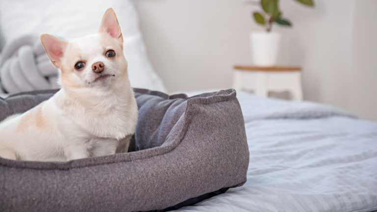 Creating a Haven for Your Furry Friend